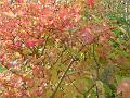 2008-1027_Autumn_1330_11,4C